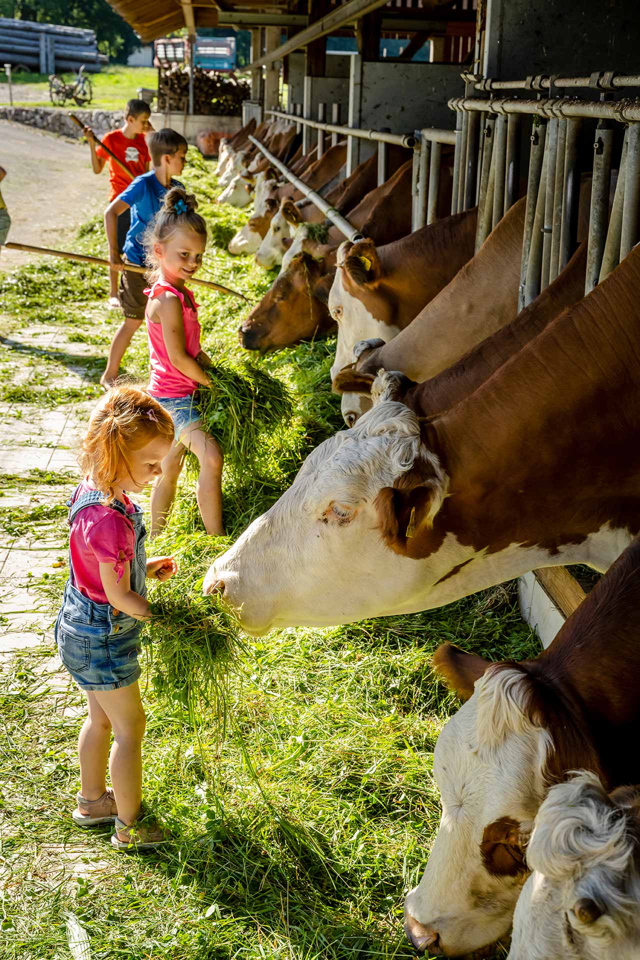 Kinder füttern eine Kuh beim Bauernhofurlaub