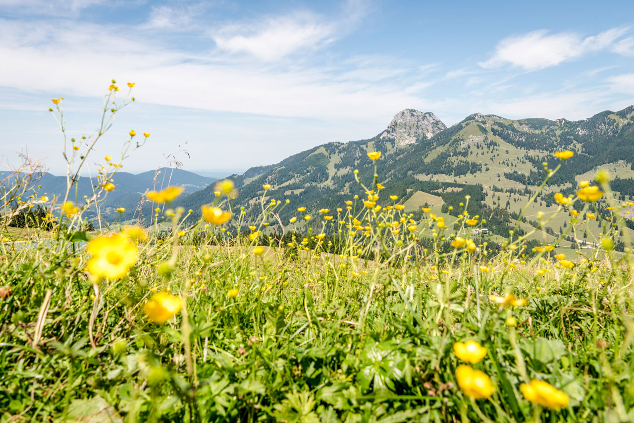Eine grüne Wiese mit Blumen vor dem Panorama der bayerischen Voralpen