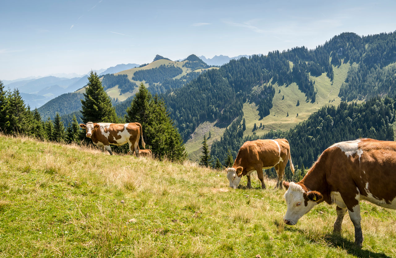 Kühe grasen auf einer Alm im Wendelsteingebiet
