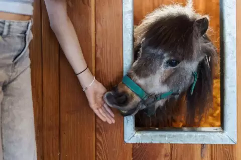 chiemsee_erlebnisbauernhof_hoferlebnisse_wimmerhof_diplom_pony