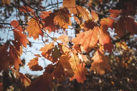 herbstwanderung_canva