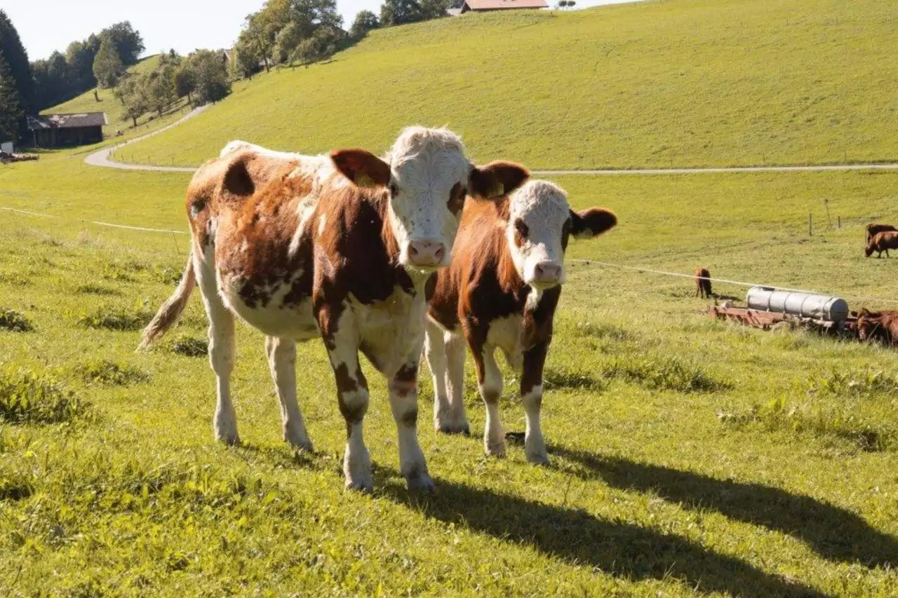 beimmarchei-jungtiere-auf-der-weide