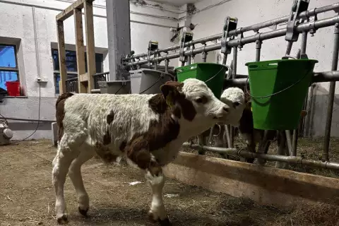 06_chiemsee_erlebnisbauernhof_kaelbchen