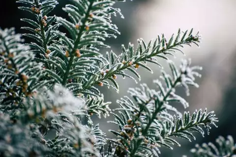 03_chiemsee_erlebnisbauernhof_frankhof_weihnacht_zweige