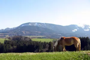 ger00020060935435735-sized-800-0