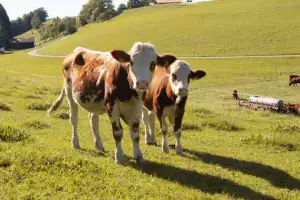 beimmarchei-jungtiere-auf-der-weide