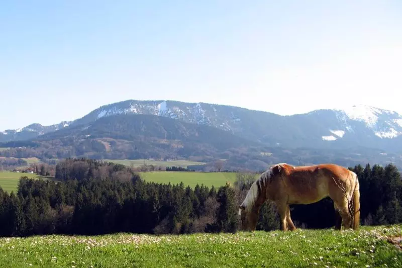 ger00020060935435735-sized-800-0