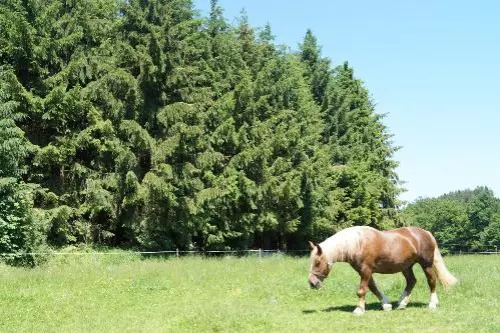 ger00020061323122392-sized-500-0