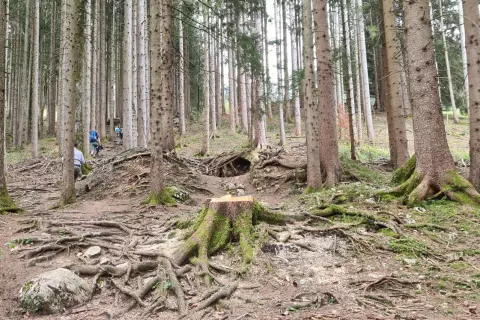chiemsee_bauernhof_rosenheimer-land_chiemseealpenapp_wanderung_kaeseralm_waldweg_familienausflug