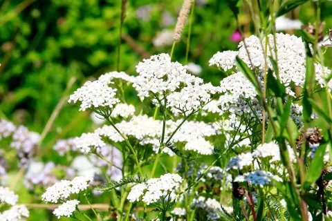 chiemsee_bauernhof_springerhof_wildkraeuter_bauernhofurlaub