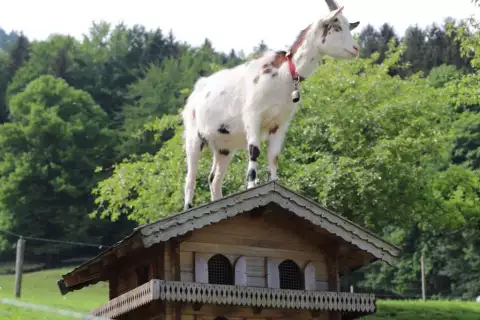 chiemsee_bauernhof_schleipfnerhof_ziege_1