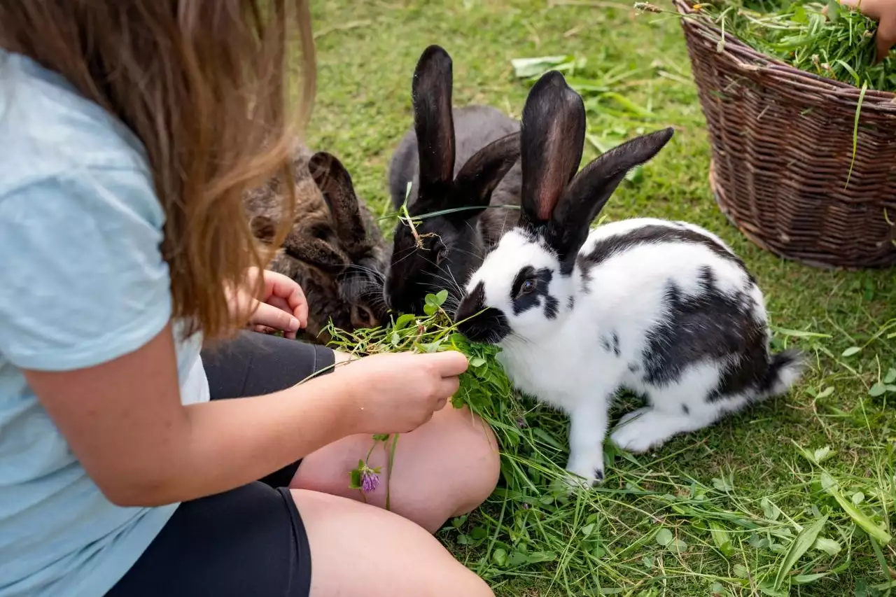 12-schleipfnerhof-schleipfen-1-bernau-am-chiemsee-07-2025-kinder-hasen-2