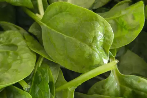 01_chiemsee_erlebnisbauernhof_spinatsuppe_rezept