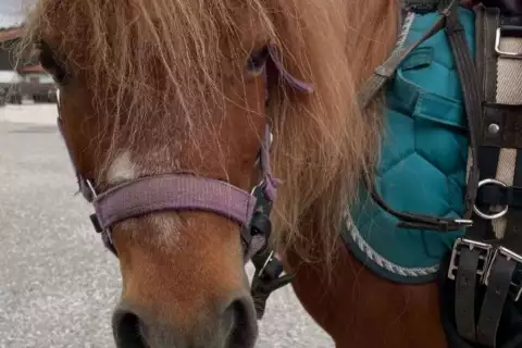 chiemsee_erlebnisbauernhof_02_hoferlebnis_ablingerhof_aktive_stallzeit