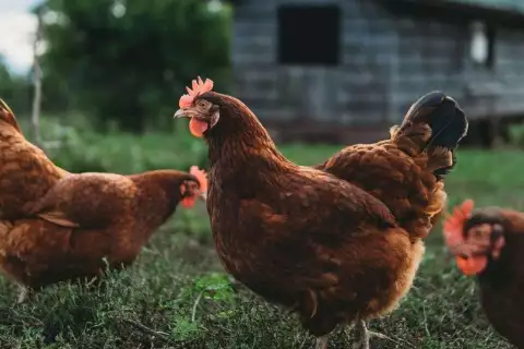 bauernhoftiere_canva