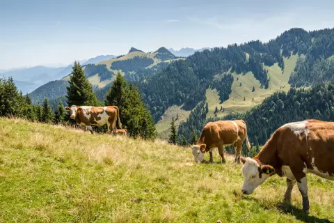 chiemsee-bauernhofurlaub_natur-pur