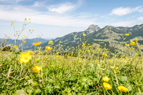 chiemsee-bauernhofurlaub_-natur-pur