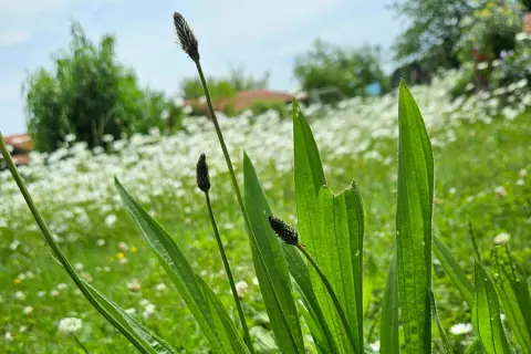1_chiemsee_bauernhof_hausmittel_frankhof_spitzwegerich_feld