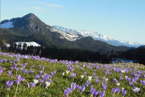 chiemsee_bauernhof_deindlhof_fruehlingsurlaub_bergpanorama_krokussepg