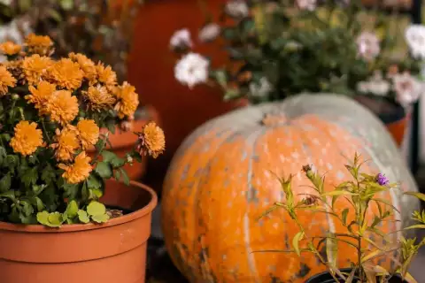 herbstideen_bauernhof_canva