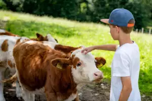 08-schleipfnerhof-schleipfen-1-bernau-am-chiemsee-07-2025-kinder-kuehe-1